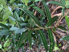 Pseudopanax linearis