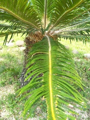 Dioon
