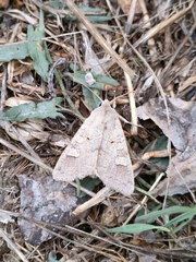 Ammoconia caecimacula