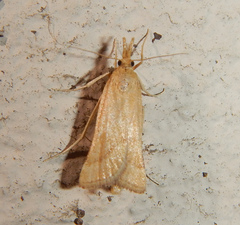 Synaphe punctalis