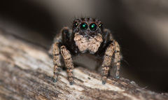 Maratus vespertilio