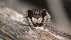 Maratus vespertilio