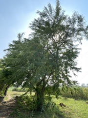 Phyllanthus emblica
