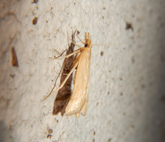 Synaphe punctalis
