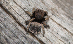 Maratus vespertilio