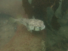 Dicotylichthys punctulatus