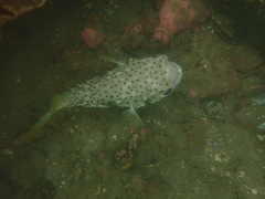 Dicotylichthys punctulatus