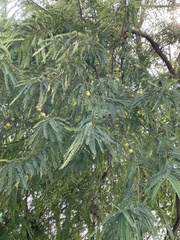 Phyllanthus emblica