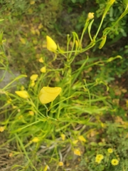 Moraea ramosissima