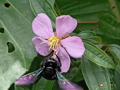 Xylocopa latipes