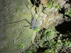 Paraphrynus laevifrons