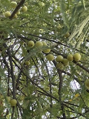 Phyllanthus emblica