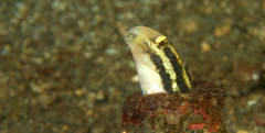 Petroscirtes breviceps