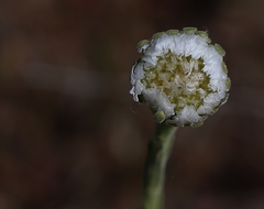 Polycalymma stuartii