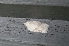 Acleris logiana