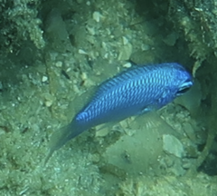 Pomacentrus coelestis