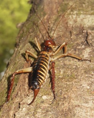 Hemideina crassidens