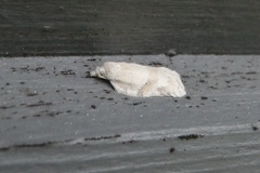 Acleris logiana