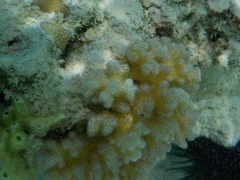 Pocillopora