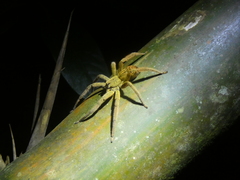 Cupiennius coccineus