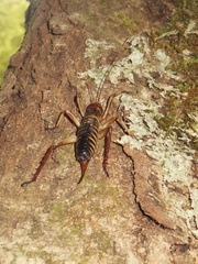 Hemideina crassidens