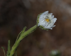 Polycalymma stuartii