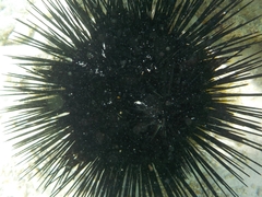 Echinoidea