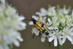 Rutpela maculata