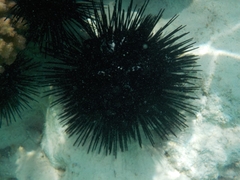 Echinoidea