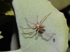 Cheiracanthium furculatum