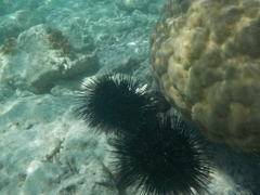 Echinoidea
