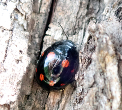 Paropsisterna octosignata