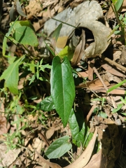 Aristolochia deltantha