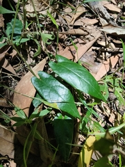 Aristolochia deltantha