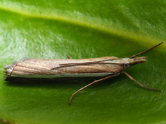Orocrambus vittellus