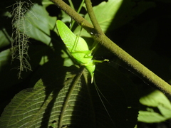 Copiphora rhinoceros
