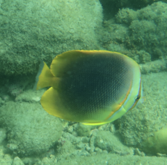 Chaetodon aureofasciatus
