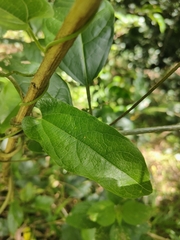 Aristolochia deltantha