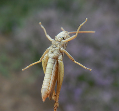 Euchorthippus elegantulus