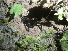 Megaphobema mesomelas