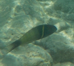 Thalassoma hebraicum