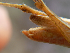 Euchorthippus elegantulus