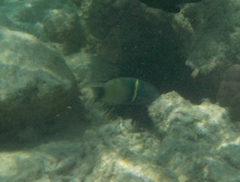 Thalassoma hebraicum