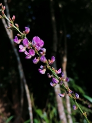 Tadehagi triquetrum