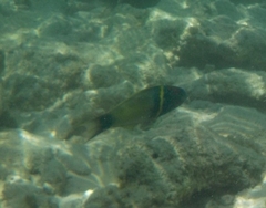 Thalassoma hebraicum