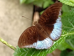 Tanaecia iapis puseda