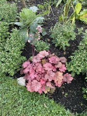Heuchera rubescens