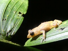 Diasporus diastema
