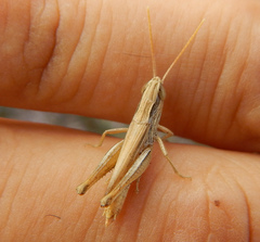 Euchorthippus elegantulus