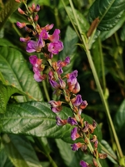 Tadehagi triquetrum